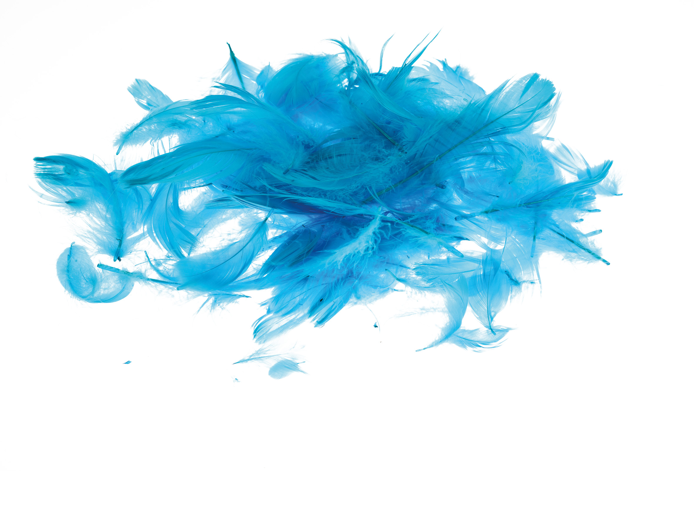 Piórka Brewis 7 g Morskie do biura | eazbiuro.pl | Wybierz najlepsze!